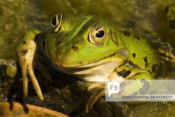Portrait of a frog  Germany