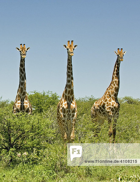 Giraffengruppe (Giraffa camelopardalis)  Etosha Nationalpark  Namibia  Afrika