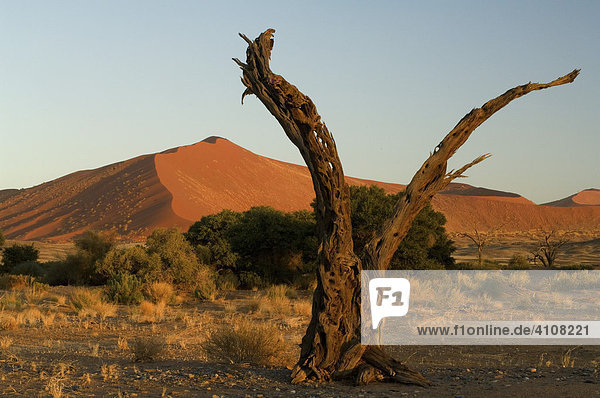 Dünenlandschaft im Sossusvlei bei Sonnenuntergang  Namibia  Afrika