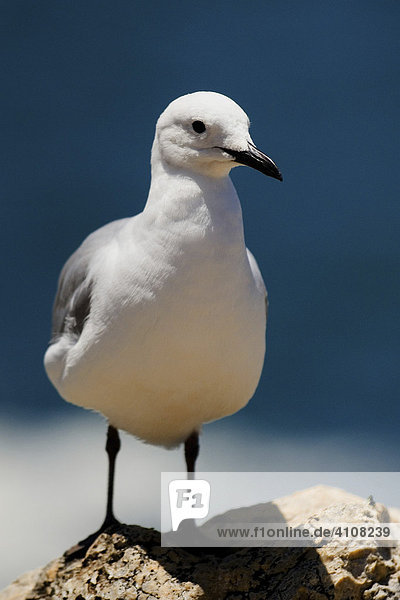 Seagull (Laridae)  Hermanus  South Africa  Africa