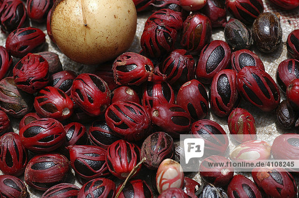 Nutmeg laid out to dry  Zanzibar  Tanzania  Africa