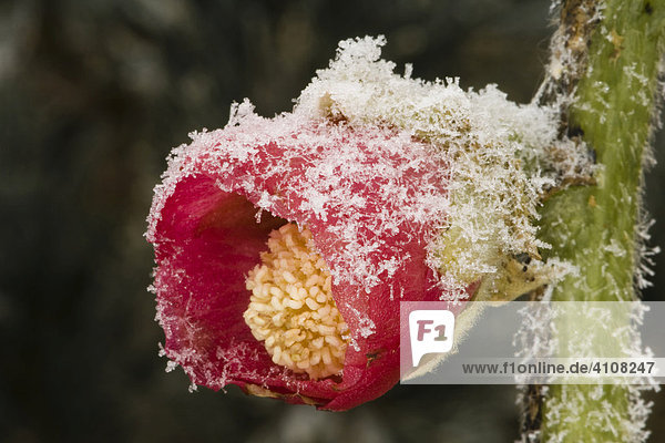 Common Hollyhock (Alcea rosea)  frost-covered in wintertime  ice crystals