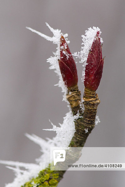 Frost-covered buds in wintertime  ice crystals
