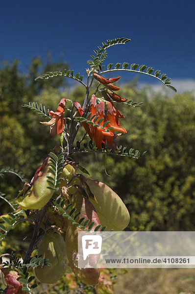 Blüte einer fleischfressenden Pflanze  West Coast National Park  Langebaan  Südafrika  Afrika