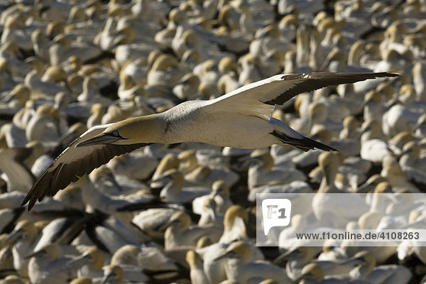 Northern Gannet (Morus bassanus) in flight  colony in background  Lambert's Bay  South Africa  Africa