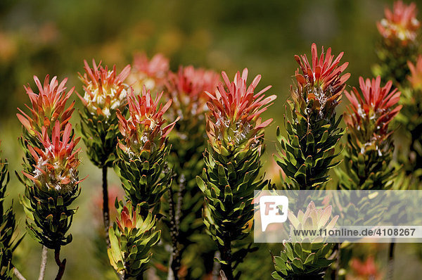 Blüten einer Protea  Harold Porter National Botanical Garden  Betty's Bay  Südafrika  Afrika