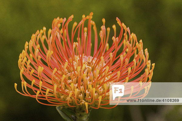 Sugarbush (Protea) blossom  Harold Porter National Botanical Garden  Betty's Bay  South Africa  Africa
