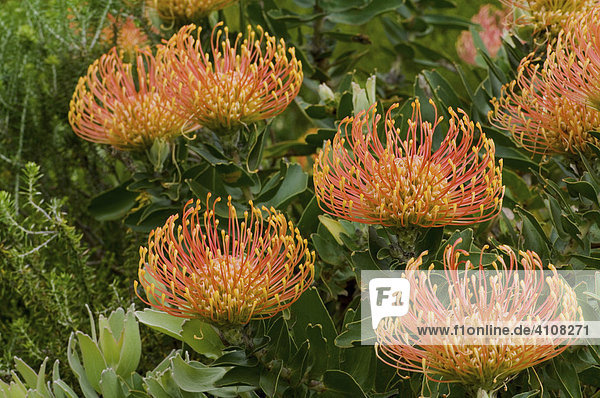Sugarbush (Protea) blossoms  Harold Porter National Botanical Garden  Betty's Bay  South Africa  Africa