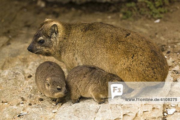 Cape Hyrax or Rock Hyrax (Procavia capensis) with young  Hermanus  South Africa  Africa