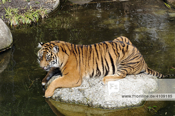 Sumatra Tiger (Panthera tigris sumatrae)  Tierpark  Baden-Württemberg  Deutschland  Europa
