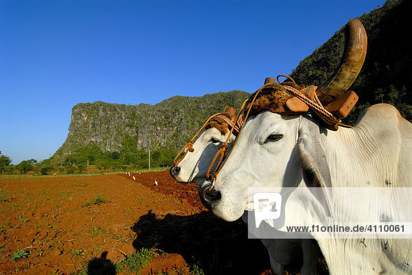 Ackerbau mit Stieren (Bovidae) in der Provinz Pinar del Rio  Kuba