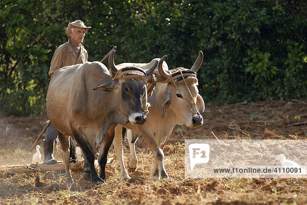Farmer plowing a field with bulls (Bovidae)  Pinar del Rio  Vinales  Cuba  Caribbean