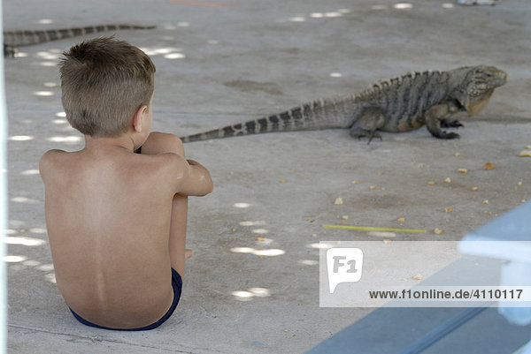 Kind mit Iguana  Leguan (Iguanidae) auf Cayo Rico  Cayo Largo  Kuba