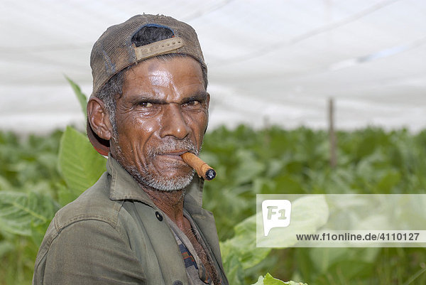 Mann mit Kappe raucht Zigarre bei Tabakernte  Pinar del Rio  Kuba