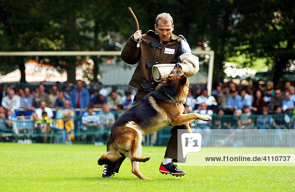 Angriff - Hundeausbilder trainiert mit einem Deutschen Schäferhund