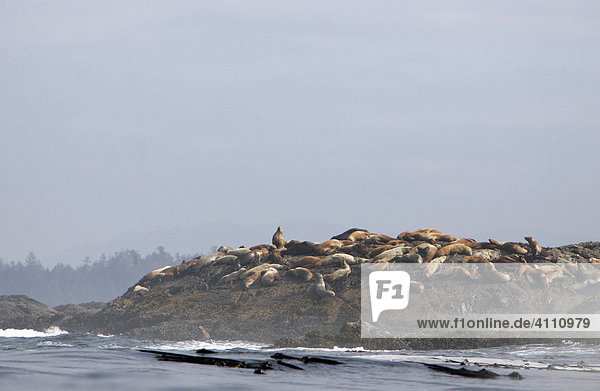 Seelöwen liegen auf Felsen an der Küste von Tofino auf Vancouver Island  British Columbia  Kanada