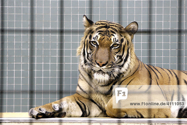 Tiger hinter Gitter