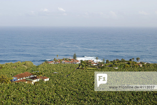 Nordküste mit Bananenplantage bei San Pedro  Teneriffa  Kanarische Inseln  Spanien