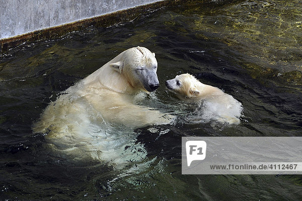 Polar bear cub Wilbaer and mother Corinna during their first public appearance Wilhelma Zoo in Stuttgart Baden-Wuerttemberg Germany Europe