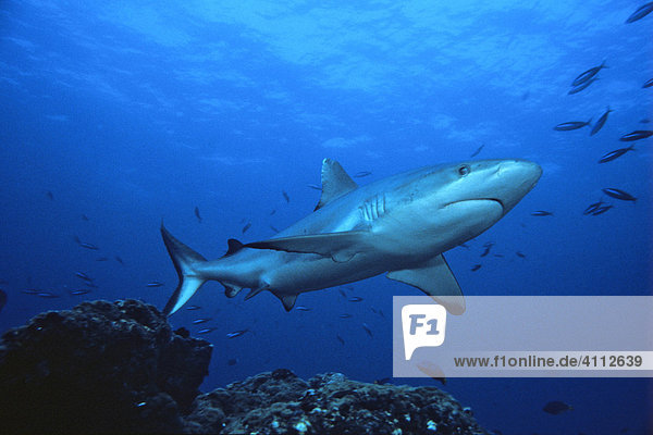Grey Reef Shark (Carcharhinus amblyrhynchos)  underwater photograph  Indian Ocean