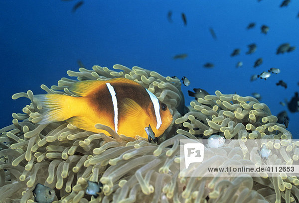 Zweiband-Anemonenfisch (Amphiprion bicinctus)  Seeanemone (Actiniaria)  Symbiose  Unterwasserfoto  Indischer Ozean