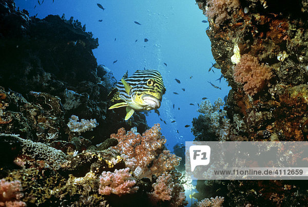 Orientalische Süßlippe (Plectorhinchus orientalis)  Korallen  Unterwasserfoto  Indischer Ozean