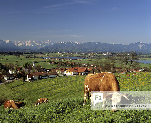Town of Aidling and cow pasture  Riegsee Lake  Wetterstein Range  Murnau  Upper Bavaria  Bavaria  Germany  Europe