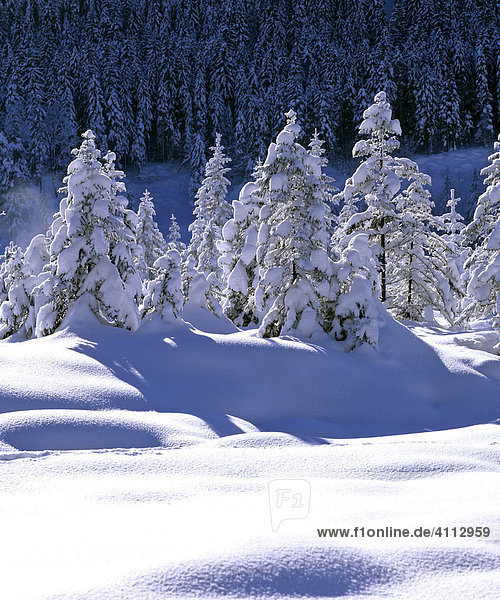 Verschneite Winterlandschaft  Winterzauber  Schneehügel  Winter
