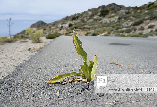 A plant broke through the asphalt  Crete  Greece