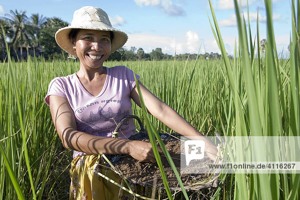 Lachende Bäuerin bringt natürlichen Dünger in einem Reisfeld aus  Takeo Province  Kambodscha
