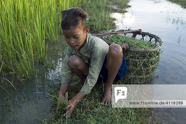 Junge sucht Vieh-Futter am Rand eines überfluteten Reisfelds  Takeo Province  Kambodscha