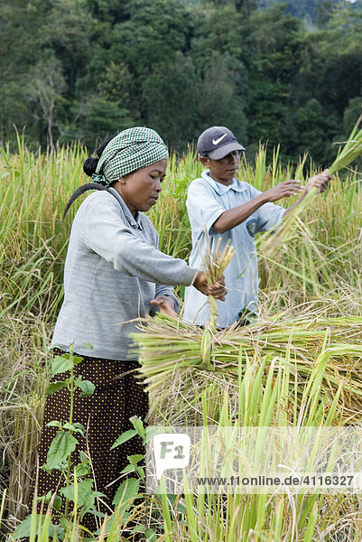 Farmers harvesting highland rice  Koh Kong Province  Cambodia