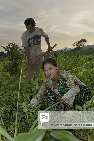 Bauern bei der Arbeit auf dem Erdnussfeld Koh Kong Province Kambodscha