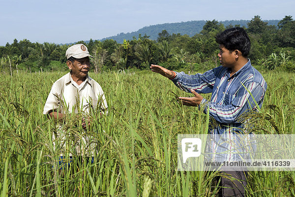 Mitarbeiter einer Hilfsorganisation und Bauer im Gespräch über Anbaumethoden in einem Reisfeld  Koh Kong Province  Kambodscha