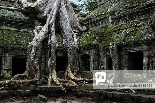 Riesige Wurzeln eines tropischen Baumes überwachsen den Tempel Ta Prohm bei Angkor  Kambodscha
