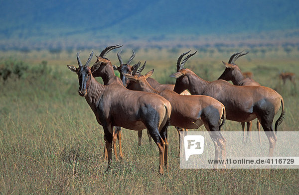 Topis in der Masai Mara  Kenia - (lat. Damaliscus lunatus)