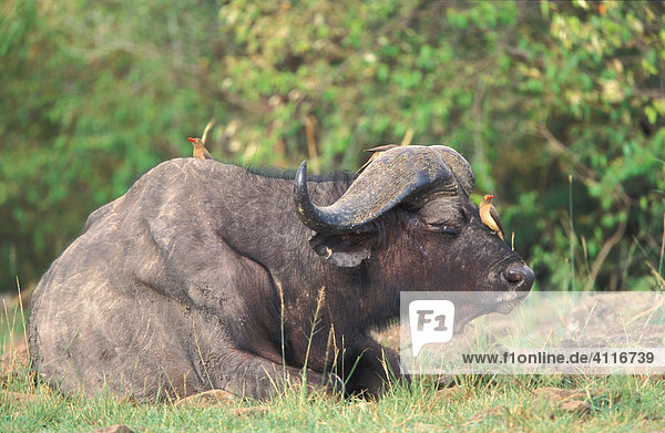 Liegender Büffel  Masai Mara  Kenia  (lat. Syncerus caffer)