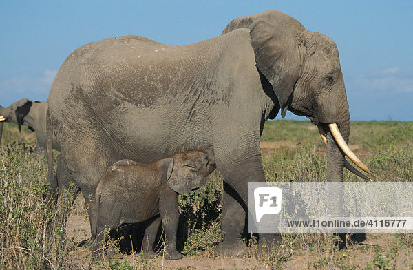 Elefantenkuh mit Nachwuchs  Amboseli-NP  Kenia  (lat loxodonta africana)wuchs
