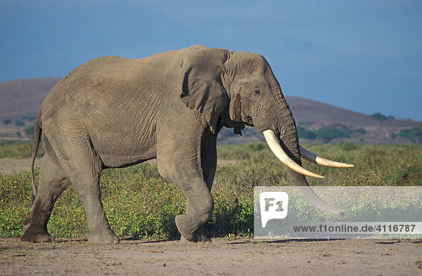 Elefant  Samburu-NP  Kenia  (lat loxodonta africana)