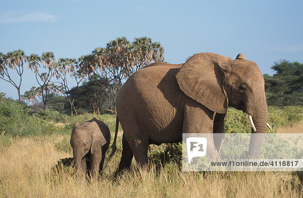 Elefanten in Samburu  Kenia  (lat. loxodonta africana)