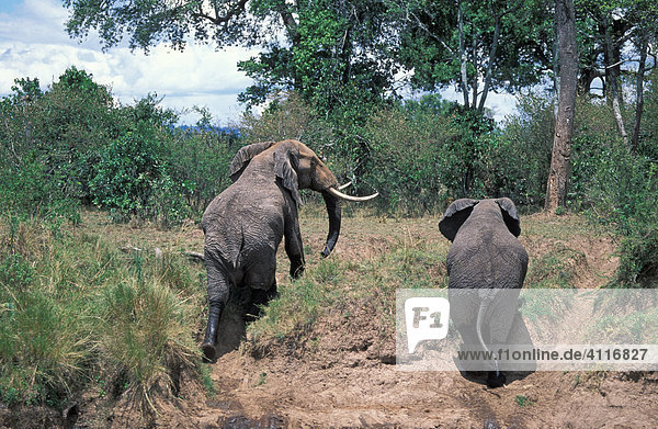 Elefanten am Ufer  Masai Mara  Kenia  (lat loxodonta africana)