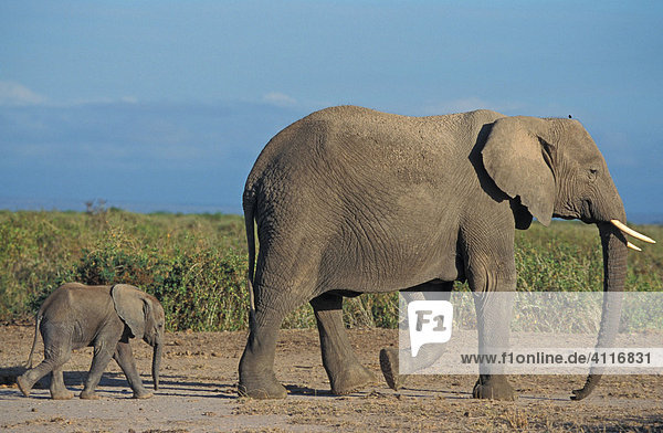 Kleine Familie  Amboseli-NP  Kenia  (lat loxodonta africana)