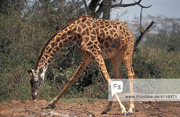 Trinkende Giraffe  Samburu-NP  Kenia  (lat. giraffa rothschildi)