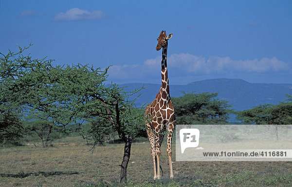Netzgiraffe  Samburu-NP  Kenia  (lat. Giraffa camelopardalis reticulata)
