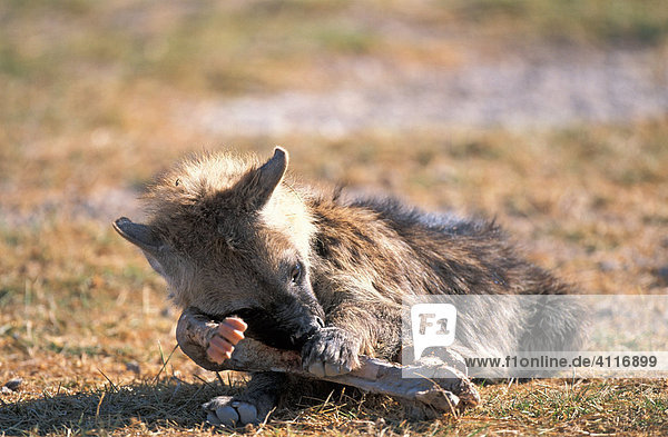 Junge Hyäne  Kenia Amboseli NP  (lat. Crocuta crocuta)