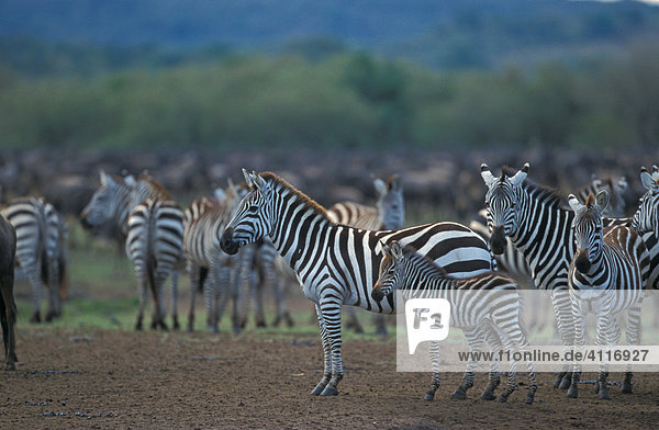 Steppenzebras  Masai Mara  Kenia (lat. equus burchelli)