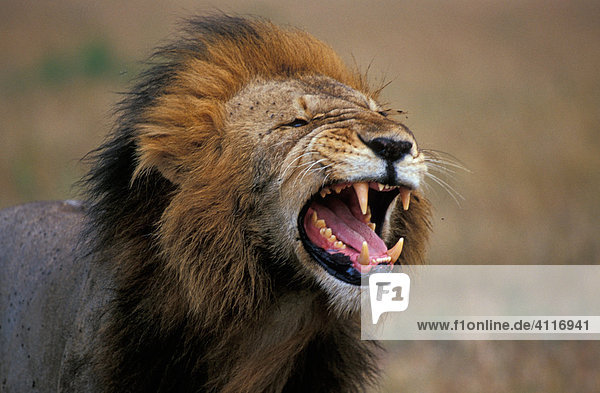 Flehmender Löwe  Masai Mara  Kenia (lat. panthera leo)