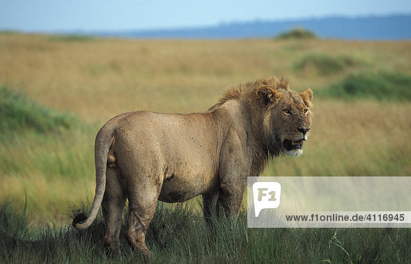 Löwenmännchen  Masai Mara  Kenia (lat. panthera leo)