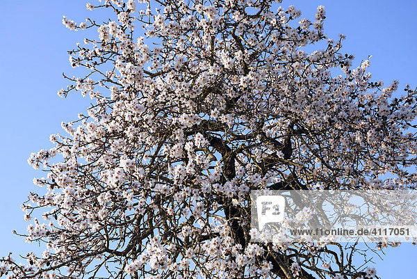 Alter Mandelbaum in Blüte