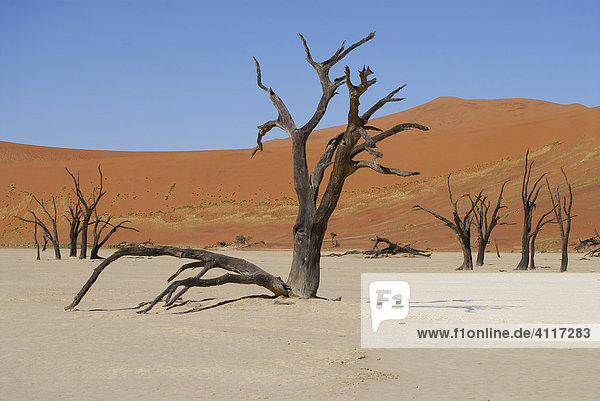 Dead trees at Deadvlei  Namib Naukluft Parc  Namibia
